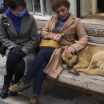 Erdoğan’ın tavsiyesi üzerine sokak köpeklerine sakinleştirici alternatif aranıyor: Kulis