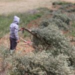 Filistin topraklarını gasbeden İsrailliler yüzlerce ağacı söktü