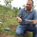 Üreticinin yüzü gülüyor! Kilosu 500 TL’den alıcı buluyor