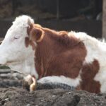 Bolu'da şap alarmı: 18 köy ile 4 mahalle karantinada