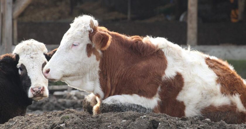 Bolu'da şap alarmı: 18 köy ile 4 mahalle karantinada