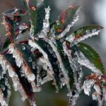 Tarım Üreticilerine 22,9 Milyar Lira Zirai Don Desteği Verildi