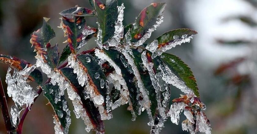 Tarım Üreticilerine 22,9 Milyar Lira Zirai Don Desteği Verildi